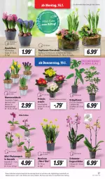 Gazetka promocyjna Lidl - Aktionsprospekt - Gazetka - ważna od 21.01 do 21.01.2023 - strona 39 - produkty: angebot, blume, blumen, dell, eis, elle, Ficus, Kalanchoe, kulturtopf, Mett, Mode, Narzissen, orchidee, pflanze, phalaenopsis, reis, Ria, Schal, Schale, Schmetterling, schmetterlingsorchidee, Thea, Ti, topf, wasser, ZTE, zwiebel, zwiebeln