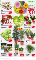 Gazetka promocyjna Kaufland - Gazetka - ważna od 11.01 do 11.01.2023 - strona 21 - produkty: angebot, angebote, Becher, Begonie, blume, champignon, champignons, cocktail, eis, eisbergsalat, Gerber, Grünpflanzen, Kalanchoe, kräuter, pflanze, pflanzen, Ria, rispentomaten, salat, Schal, Schale, spinat, Ti, tomate, tomaten, topf, topf ø 12 cm, übertopf