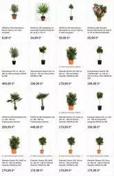 Gazetka promocyjna Obi - Prospekte - Gazetka - ważna od 02.08 do 02.08.2023 - strona 15 - produkty: Bau, citrus, kokos, limo, olive, oliven, orange, orangen, Ti, topf, zitrone, zitronen
