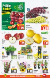 Gazetka promocyjna E Center - Angebote der Woche - Gazetka - ważna od 13.08 do 13.08.2022 - strona 2 - produkty: basilikum, beere, beeren, bio, deka, edeka bio, eis, Elan, elle, fleisch, Gladiolen, honig, kartoffel, kartoffeln, mac, melone, melonen, Nektar, nektarinen, obst, petersilie, pflanze, Schal, Schale, speisekartoffeln, tafeläpfel, tafeltrauben, Ti, topf, trauben, zitrone, zitronen