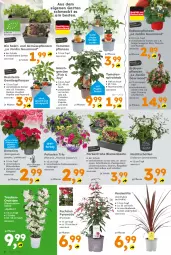 Gazetka promocyjna  - Gazetka - ważna od 25.04 do 25.04.2026 - strona 2 - produkty: aust, bio, blume, blumen, Blüte, chili, Elan, ente, frucht, Garten, geranie, geranien, gurke, gurken, Lobelie, mit frucht, orchidee, paprika, Pelargonium, peperoni, Peroni, petunie, petunien, ring, rosen, salat, Schal, Schale, Ti, tomate, tomaten, topf, trauben, und gemüse, zucchini