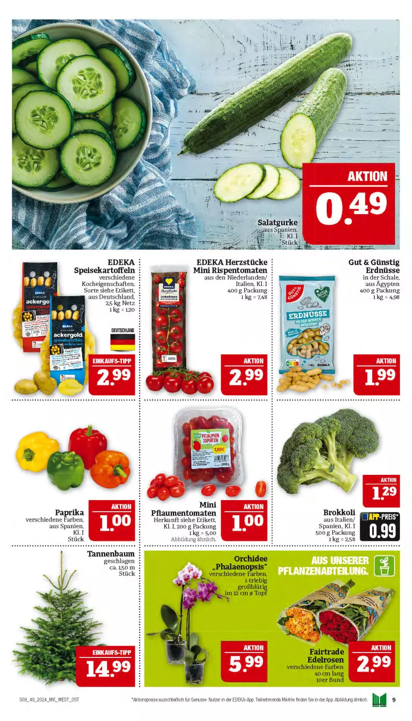 Aktueller Prospekt Marktkauf - Prospekt - von 01.12 bis 07.12.2024 - strona 9 - produkty: aktionspreis, Bau, brokkoli, deka, eis, erdnüsse, kartoffel, kartoffeln, nuss, orchidee, paprika, pflaume, pflaumen, phalaenopsis, reis, rispentomaten, rosen, Schal, Schale, speisekartoffeln, Tannenbaum, Ti, tomate, tomaten, topf