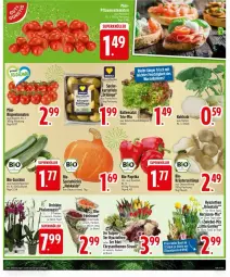 Gazetka promocyjna Edeka - Prospekte - Gazetka - ważna od 04.01 do 04.01.2026 - strona 5 - produkty: ball, bio, Bio-Paprika, bio-zucchini, chrysanthemen, dip, eis, kohlrabi, kräuter, Kräuterseitlinge, Kürbis, Narzissen, orchidee, paprika, pflaume, pflaumen, phalaenopsis, reis, rispentomaten, tomate, tomaten, topf, zucchini, zwiebel