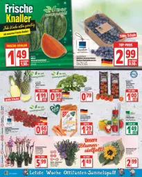 Gazetka promocyjna Edeka - Angebote der Woche - Gazetka - ważna od 30.07 do 30.07.2022 - strona 8 - produkty: ananas, beere, beeren, beutel, bio, blume, Blüte, deka, edeka bio, eis, fleisch, gurke, gurken, heidelbeere, heidelbeeren, Heu, kirsch, kirsche, kirschen, melone, melonen, Mett, orchidee, orchideen, paprika, Schal, Schale, Schmetterling, sonnenblume, Ti, tomate, tomaten, topf, wasser, wassermelone, wassermelonen