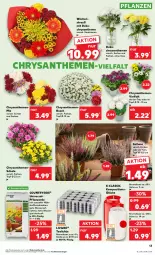 Gazetka promocyjna Kaufland - Prospekt - Gazetka - ważna od 01.11 do 01.11.2023 - strona 13 - produkty: angebot, angebote, auer, chrysanthemen, elle, erde, kraft, pflanze, pflanzen, pflanzerde, Rauch, Ria, Schal, Schale, Spezi, tee, Teelicht, teelichte, Ti, topf, Vase, wasser