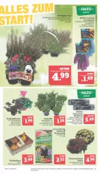 Gazetka promocyjna Marktkauf - Prospekt - Gazetka - ważna od 01.10 do 01.10.2022 - strona 9 - produkty: Alpenveilchen, blume, blumen, blumenerde, chrysanthemen, deka, eis, erde, Garten, Heu, korb, Kürbis, pflanze, pflanzen, reis, Ria, sac, Ti, topf
