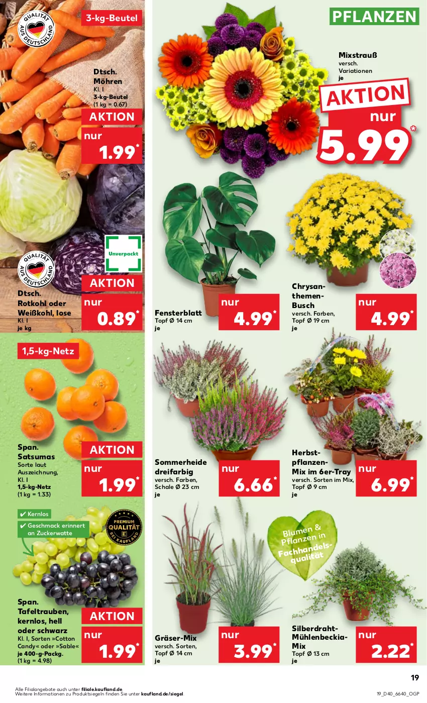 Aktueller Prospekt Kaufland - Prospekt - von 05.10 bis 11.10.2023 - strona 19 - produkty: angebot, angebote, beutel, blume, chrysanthemen, Draht, fenster, mac, möhren, pflanze, pflanzen, Ria, rotkohl, Schal, Schale, tafeltrauben, Ti, topf, trauben, Weißkohl, zucker