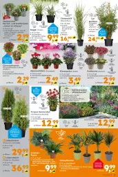 Gazetka promocyjna  - Gazetka - ważna od 09.08 do 09.08.2025 - strona 3 - produkty: Alpenveilchen, bambus, Bau, beispielabbildung, Blüte, chrysanthemen, curry, Echinacea, eis, elle, käfer, kissen, Kraut, kräuter, lavendel, monster, Monstera, rosmarin, stauden, Ti, topf, übertopf, Zimmerfarne