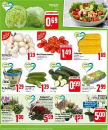 Gazetka promocyjna Edeka - Prospekte - Gazetka - ważna od 31.08 do 31.08.2024 - strona 5 - produkty: Alpenveilchen, basilikum, bio, bio-basilikum, champignon, champignons, chrysanthemen, Draht, eis, Garten, grill, gurke, gurken, Hauswurz, ideal zum grillen, mais, pflanze, pflanzen, pflaume, pflaumen, reis, Sempervivum, snack, Ti, tomate, tomaten, topf, zucchini, zucker, zuckermais