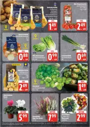 Gazetka promocyjna Edeka - Prospekte - Gazetka - ważna od 19.10 do 19.10.2024 - strona 6 - produkty: ackergold, eis, Lauchzwiebel, lauchzwiebeln, reis, Romanasalat, salat, Ti, ZTE, zwiebel, zwiebeln