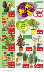 Gazetka promocyjna Kaufland - Prospekt - Gazetka - ważna od 31.01 do 31.01.2024 - strona 15 - produkty: angebot, angebote, avocado, Babyspinat, beutel, cola, eis, erdnüsse, früchte, kartoffel, kartoffeln, kräuter, pflanze, pflanzen, Ria, ritter, rucola, sac, salat, spinat, Ti, topf, topf ø 12 cm