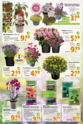 Gazetka promocyjna - Prospekt für Globus Baumarkt Achern - Gazetka - ważna od 16.07 do 16.07.2022 - strona 2 - produkty: berliner, beutel, blume, blumen, blumenerde, Blüte, chili, chrysanthemen, Container, decke, Echinacea, erde, Garten, lavendel, orchidee, orchideen, paprika, pflanze, pflanzen, phalaenopsis, rasen, Rasenerde, rasensamen, Rauch, sac, schott, sekt, Spezi, Sport, Ti, tomate, tomaten, topf, vita, vitalis