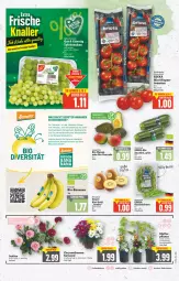 Gazetka promocyjna E Center - Angebote der Woche - Gazetka - ważna od 20.08 do 20.08.2022 - strona 2 - produkty: avocado, banane, bananen, Bau, beutel, bio, bio-bananen, bohne, bohnen, Buschbohnen, chrysanthemen, dahlie, deka, edeka bio, Elan, früchte, jumbo, kiwi, Kiwi Gold, mac, mango, pflanze, Schal, Schale, Ti, tomate, tomaten, topf, zespri, zucchini