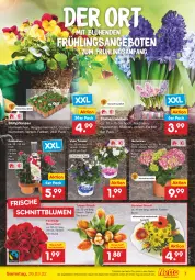 Gazetka promocyjna Netto Marken-Discount - Filial-Angebote - Gazetka - ważna od 26.03 do 26.03.2022 - strona 7 - produkty: angebot, angebote, auer, blume, blumen, hortensie, hortensien, HP, kulturtopf, Narzissen, pflanze, pflanzen, rosen, Ti, topf, ZTE, zwiebel, zwiebeln