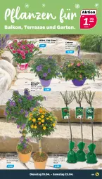 Gazetka promocyjna Netto - Angebote ab Montag - Gazetka - ważna od 23.04 do 23.04.2022 - strona 9 - produkty: Garten, mam, pflanze, pflanzen, rosen, Schal, Schale, Ti, topf