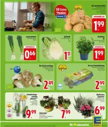 Gazetka promocyjna Edeka - Prospekte - Gazetka - ważna od 05.09 do 05.09.2026 - strona 5 - produkty: basilikum, bio, eier, kräuter, Kräuterseitlinge, Lauchzwiebel, lauchzwiebeln, lebensmittel, spitzkohl, Ti, topf, zwiebel, zwiebeln