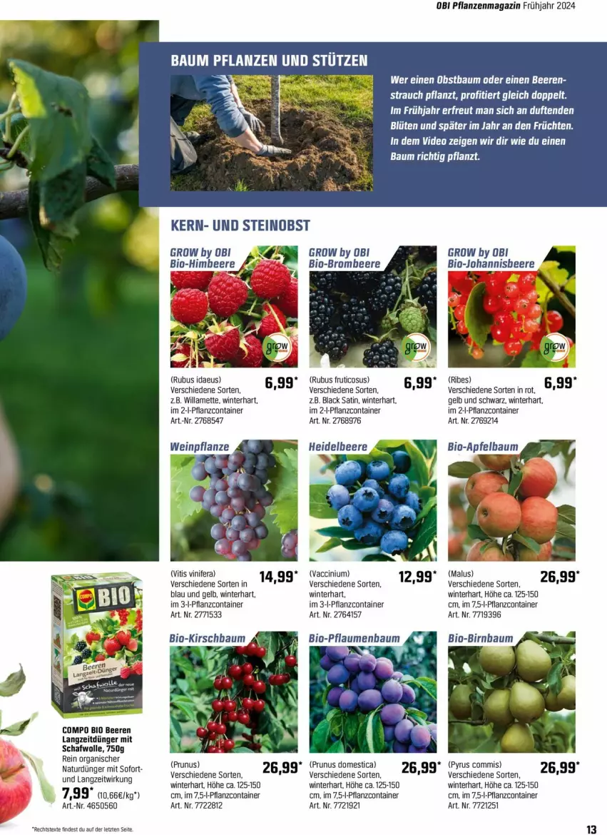 Aktueller Prospekt Obi - Prospekte - von 24.03 bis 14.04.2024 - strona 13 - produkty: ACC, apfel, Bau, beere, beeren, bio, Blüte, brombeere, cin, Container, dünger, früchte, früchten, heidelbeere, himbeer, himbeere, johannisbeere, kirsch, lack, latte, magazin, Mett, natur, obst, pflanze, pflanzen, pflaume, pflaumen, Rauch, Ti, wein, wolle, ZTE