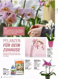 Gazetka promocyjna Obi - Prospekte - Gazetka - ważna od 14.04 do 14.04.2024 - strona 18 - produkty: Blüte, dünger, erde, leine, Mett, orchidee, orchideen, Orchideenerde, phalaenopsis, rind, Schmetterling, Ti, topf, ZTE