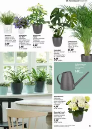 Gazetka promocyjna Obi - Prospekte - Gazetka - ważna od 14.04 do 14.04.2024 - strona 19 - produkty: blume, blumen, Blüte, Campanula, cola, fenster, frucht, hortensie, hydrangea, magazin, monster, Monstera, pflanze, pflanzen, Ricola, Ti, topf, übertopf, ZTE