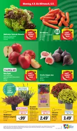 Gazetka promocyjna Lidl - Aktionsprospekt - Gazetka - ważna od 09.09 do 09.09.2023 - strona 3 - produkty: bio, chrysanthemen, discount, eis, erde, Feigen, frucht, Garten, Heidekraut, Kraut, LG, möhren, pflanze, pflanzen, reis, salat, Ti, topf
