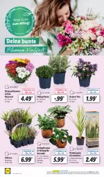 Gazetka promocyjna Lidl - Aktionsprospekt - Gazetka - ważna od 09.09 do 09.09.2023 - strona 57 - produkty: chrysanthemen, Grünpflanzen, Holz, kulturtopf, ndk, pflanze, pflanzen, Ria, Schal, Schale, Ti, topf