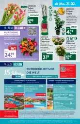 Gazetka promocyjna Aldi Nord - Aldi-Aktuell - Gazetka - ważna od 26.02 do 26.02.2022 - strona 13 - produkty: aldi, angebot, angebote, Bad, beko, beutel, blume, blumen, Blüte, Brei, buch, Container, corona, decke, eis, elle, erde, gewinnspiel, gin, hero, Jubiläums, Kalanchoe, Kinder, kirsch, kirsche, kulturtopf, LG, Liege, pflanze, pril, privileg, reis, Ria, ring, Schal, schirme, stuhl, Ti, topf, uhr, ZTE