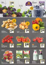 Gazetka promocyjna E Center - Angebote der Woche - Gazetka - ważna od 27.08 do 27.08.2022 - strona 4 - produkty: angebot, beere, beeren, bett, beutel, blume, blumen, eimer, eis, flasche, frucht, Garten, heidelbeere, heidelbeeren, kartoffel, kartoffeln, orange, pflaume, pflaumen, rispentomaten, sac, salat, salatsauce, sauce, Schal, Schale, speisekartoffeln, Sylter, tee, Ti, Tiere, tomate, tomaten, Zum Dorfkrug