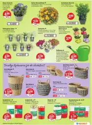 Gazetka promocyjna Vmarkt - Prospekte - Gazetka - ważna od 03.09 do 03.09.2025 - strona 13 - produkty: angebot, angebote, auer, auto, Bau, beere, beeren, brause, buch, decke, Deckel, dell, Garten, Gießkanne, im 9-cm-topf, Kalanchoe, Kinder, korb, LG, Mode, Spezi, Ti, topf
