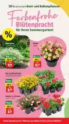 Gazetka promocyjna Thomas Philipps - Gazetka - ważna od 13.06 do 13.06.2026 - strona 6 - produkty: balkonpflanzen, Blüte, eis, Garten, geranie, geranien, hama, leine, Lobelie, petunie, petunien, pflanze, pflanzen, reis, topf, vita