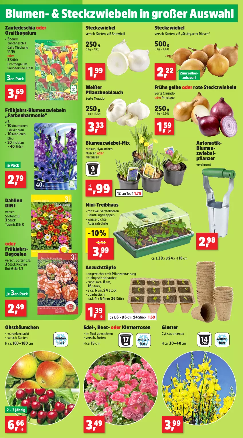 Aktueller Prospekt Thomas Philipps - von 17.02 bis 22.02.2025 - strona 2 - produkty: Abba, auto, ball, Bau, Begonie, bio, blume, blumen, chia, dahlie, gin, Gladiolen, knoblauch, Narzissen, obst, pflanze, pflanzen, Pinot, quad, rosen, Schal, Schale, tee, Ti, tisch, topf, wasser, zwiebel, zwiebeln