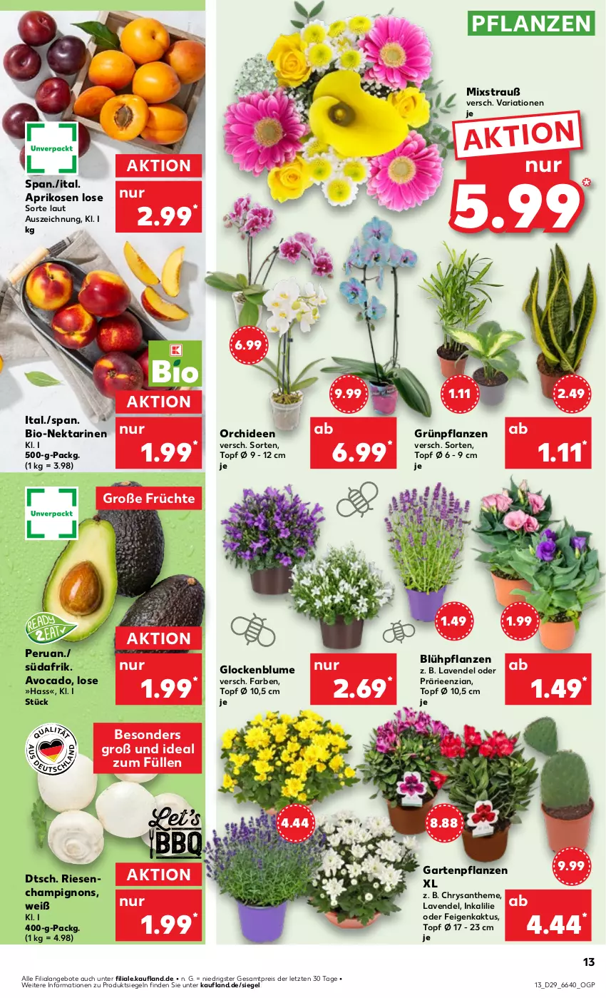 Aktueller Prospekt Kaufland - Prospekt - von 18.07 bis 24.07.2024 - strona 13 - produkty: angebot, angebote, aprikose, aprikosen, avocado, bio, blume, champignon, champignons, eis, Feigen, früchte, Garten, Gartenpflanze, Grünpflanzen, HP, Inkalilie, lavendel, Nektar, nektarinen, orchidee, orchideen, pflanze, pflanzen, reis, Ria, Ti, topf, ZTE