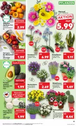 Gazetka promocyjna Kaufland - Prospekt - Gazetka - ważna od 24.07 do 24.07.2024 - strona 13 - produkty: angebot, angebote, aprikose, aprikosen, avocado, bio, blume, champignon, champignons, eis, Feigen, früchte, Garten, Gartenpflanze, Grünpflanzen, HP, Inkalilie, lavendel, Nektar, nektarinen, orchidee, orchideen, pflanze, pflanzen, reis, Ria, Ti, topf, ZTE