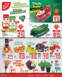 Gazetka promocyjna Edeka - Angebote der Woche - Gazetka - ważna od 13.08 do 13.08.2022 - strona 8 - produkty: banane, bananen, basilikum, bio, chrysanthemen, deka, eis, fleisch, gurke, gurken, Kaki, kartoffel, kartoffeln, kräuter, mandarine, mandarinen, monte, Nektar, nektarinen, petersilie, rispentomaten, salat, Salatgurke, salatgurken, Schal, Schale, speisekartoffeln, Ti, tomate, tomaten, topf, Topfkräuter