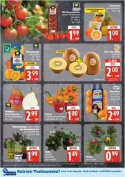 Gazetka promocyjna Edeka - Prospekte - Gazetka - ważna od 11.01 do 11.01.2025 - strona 8 - produkty: buch, deka, eis, mandarine, mandarinen, orange, orangen, orangensaft, paprika, payback, reis, rispentomaten, saft, tesa, Ti, tomate, tomaten, topf, ZTE