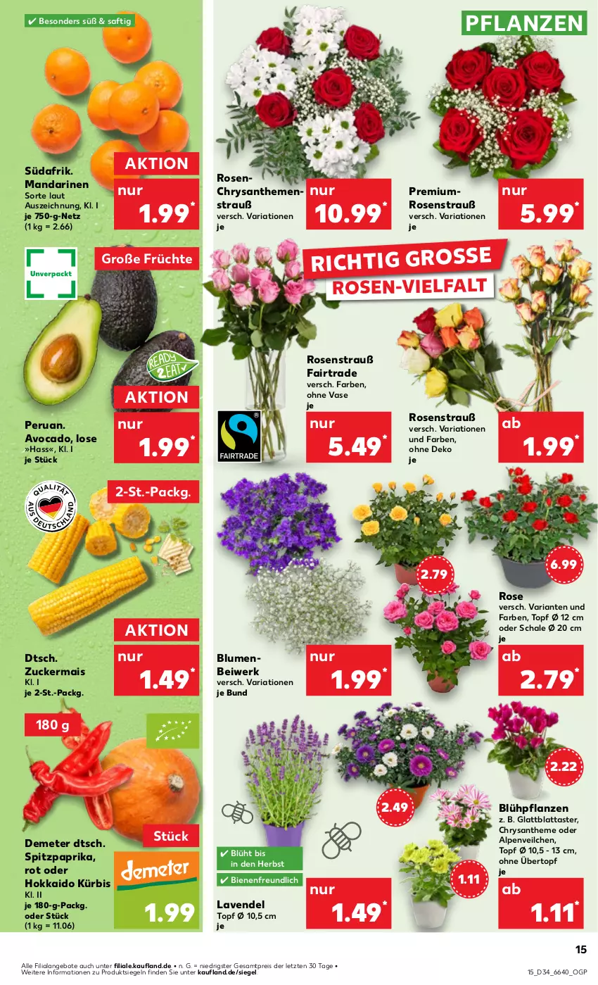 Aktueller Prospekt Kaufland - Prospekt - von 22.08 bis 28.08.2024 - strona 15 - produkty: Alpenveilchen, angebot, angebote, avocado, blume, blumen, chrysanthemen, eis, früchte, HP, Kürbis, lavendel, mais, mandarine, mandarinen, paprika, pflanze, pflanzen, reis, Ria, rosen, Rosenstrauß, saft, Schal, Schale, Spitzpaprika, Ti, topf, topf ø 12 cm, übertopf, Vase, ZTE, zucker, zuckermais