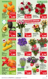 Gazetka promocyjna Kaufland - Prospekt - Gazetka - ważna od 28.08 do 28.08.2024 - strona 15 - produkty: Alpenveilchen, angebot, angebote, avocado, blume, blumen, chrysanthemen, eis, früchte, HP, Kürbis, lavendel, mais, mandarine, mandarinen, paprika, pflanze, pflanzen, reis, Ria, rosen, Rosenstrauß, saft, Schal, Schale, Spitzpaprika, Ti, topf, topf ø 12 cm, übertopf, Vase, ZTE, zucker, zuckermais