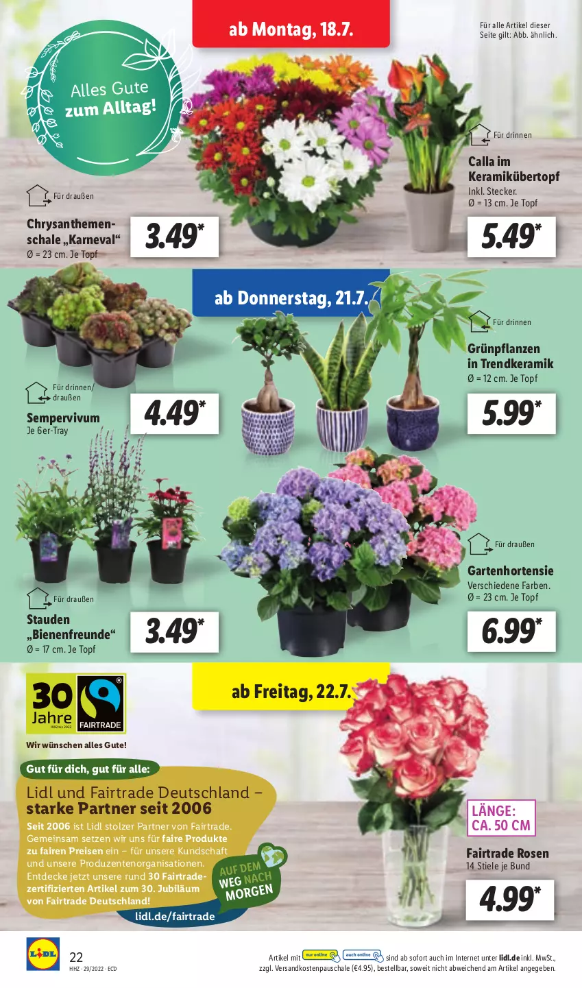 Aktueller Prospekt Lidl - Aktionsprospekt - von 18.07 bis 23.07.2022 - strona 24 - produkty: chrysanthemen, decke, eis, ente, Garten, Grünpflanzen, hortensie, ndk, pflanze, pflanzen, reis, rosen, Schal, Schale, Sempervivum, stauden, Ti, topf, übertopf