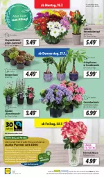 Gazetka promocyjna Lidl - Aktionsprospekt - Gazetka - ważna od 23.07 do 23.07.2022 - strona 24 - produkty: chrysanthemen, decke, eis, ente, Garten, Grünpflanzen, hortensie, ndk, pflanze, pflanzen, reis, rosen, Schal, Schale, Sempervivum, stauden, Ti, topf, übertopf