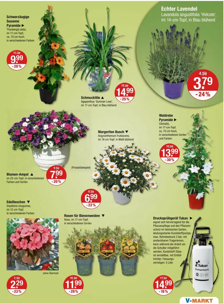 Aktueller Prospekt Vmarkt - Prospekte - von 02.05 bis 08.05.2024 - strona 17 - produkty: blume, blumen, dell, edellieschen, eis, erde, Garten, pflanze, pflanzen, rosen, Schmuck, Ti, topf, übertopf