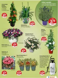 Gazetka promocyjna Vmarkt - Prospekte - Gazetka - ważna od 08.05 do 08.05.2024 - strona 17 - produkty: blume, blumen, dell, edellieschen, eis, erde, Garten, pflanze, pflanzen, rosen, Schmuck, Ti, topf, übertopf