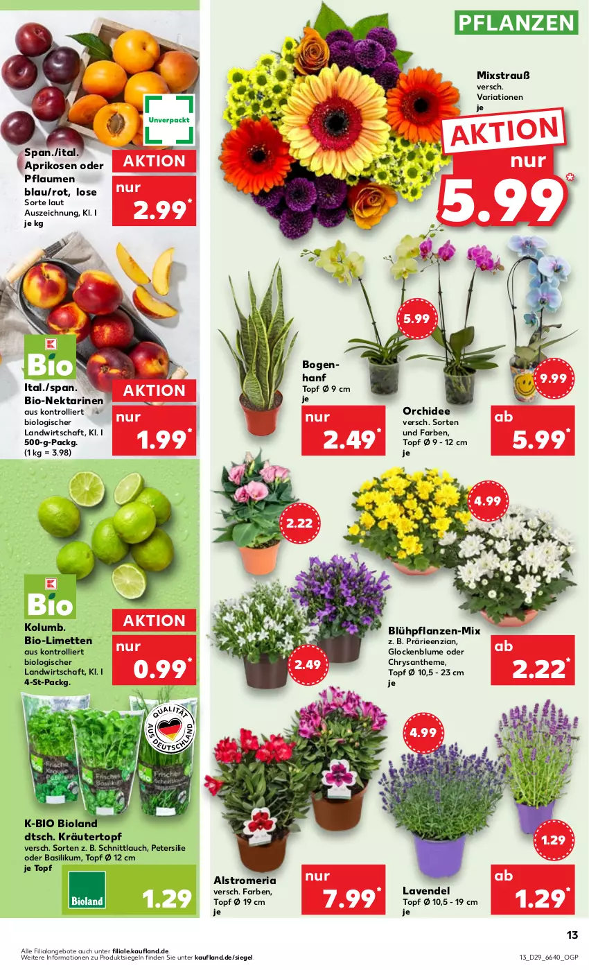 Aktueller Prospekt Kaufland - Prospekt - von 20.07 bis 26.07.2023 - strona 15 - produkty: angebot, angebote, aprikose, aprikosen, basilikum, bio, bioland, blume, HP, kräuter, lavendel, limette, limetten, Mett, metten, Nektar, nektarinen, orchidee, petersilie, pflanze, pflanzen, pflaume, pflaumen, Ria, schnittlauch, Ti, topf, topf ø 12 cm, trolli