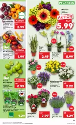 Gazetka promocyjna Kaufland - Prospekt - Gazetka - ważna od 26.07 do 26.07.2023 - strona 15 - produkty: angebot, angebote, aprikose, aprikosen, basilikum, bio, bioland, blume, HP, kräuter, lavendel, limette, limetten, Mett, metten, Nektar, nektarinen, orchidee, petersilie, pflanze, pflanzen, pflaume, pflaumen, Ria, schnittlauch, Ti, topf, topf ø 12 cm, trolli