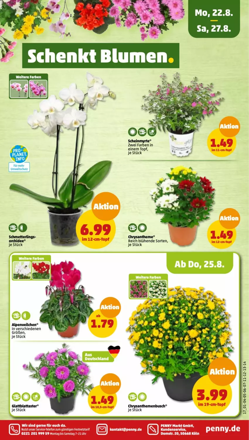 Aktueller Prospekt Penny - Prospekte - von 22.08 bis 27.08.2022 - strona 17 - produkty: chrysanthemen, Mett, orchidee, Schmetterling, topf