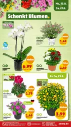 Gazetka promocyjna Penny - Prospekte - Gazetka - ważna od 27.08 do 27.08.2022 - strona 17 - produkty: chrysanthemen, Mett, orchidee, Schmetterling, topf