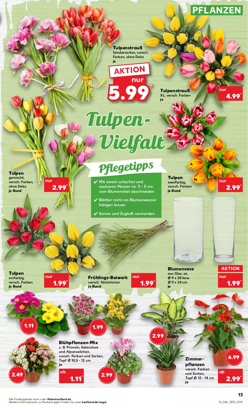 Aktueller Prospekt Kaufland - von 02.02 bis 08.02.2023 - strona 13 - produkty: Alpenveilchen, angebot, angebote, blume, blumen, HP, Kalanchoe, messer, pflanze, pflanzen, Primeln, Ria, Ti, topf, Vase, wasser