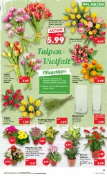 Gazetka promocyjna Kaufland - Gazetka - ważna od 08.02 do 08.02.2023 - strona 13 - produkty: Alpenveilchen, angebot, angebote, blume, blumen, HP, Kalanchoe, messer, pflanze, pflanzen, Primeln, Ria, Ti, topf, Vase, wasser