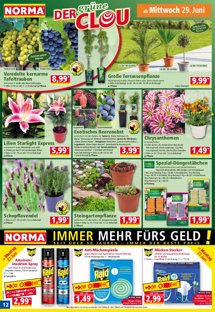 Aktueller Prospekt Norma - Norma - von 27.06 bis 04.07.2022 - strona 12 - produkty: ACC, beere, beeren, bio, biozidprodukte, Blüte, brombeere, chrysanthemen, cin, cola, dünger, eis, elle, ente, Garten, Gartenpflanze, Germ, Grünpflanzen, heidelbeere, himbeer, himbeere, honig, HP, kulturtopf, lavendel, LG, Liege, natur, obst, olive, oliven, orchidee, orchideen, pflanze, pflanzen, Rauch, rwe, sekt, Sempervivum, Spezi, starlight, tafeltrauben, Ti, tisch, topf, trauben, übertopf, wein