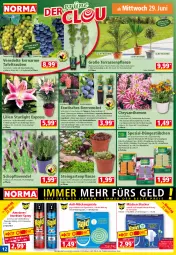 Gazetka promocyjna Norma - Norma - Gazetka - ważna od 04.07 do 04.07.2022 - strona 12 - produkty: ACC, beere, beeren, bio, biozidprodukte, Blüte, brombeere, chrysanthemen, cin, cola, dünger, eis, elle, ente, Garten, Gartenpflanze, Germ, Grünpflanzen, heidelbeere, himbeer, himbeere, honig, HP, kulturtopf, lavendel, LG, Liege, natur, obst, olive, oliven, orchidee, orchideen, pflanze, pflanzen, Rauch, rwe, sekt, Sempervivum, Spezi, starlight, tafeltrauben, Ti, tisch, topf, trauben, übertopf, wein