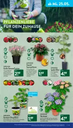 Gazetka promocyjna Aldi Nord - Aldi-Vorschau - Gazetka - ważna od 28.05 do 28.05.2022 - strona 27 - produkty: blume, Blüte, Brei, geranie, gin, gurke, gurken, hortensie, kulturtopf, obst, paprika, pflanze, pflanzen, Ria, stauden, Ti, tomate, tomaten, topf, WICK, ZTE
