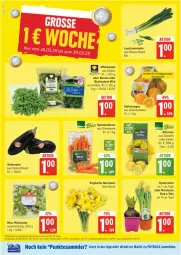 Gazetka promocyjna Edeka - Prospekte - Gazetka - ważna od 29.03 do 29.03.2025 - strona 4 - produkty: aubergine, blattspinat, cola, eis, gin, Lauchzwiebel, lauchzwiebeln, möhren, Narzissen, orange, orangen, orangensaft, reis, rucola, saft, Saftorangen, salat, speisemöhren, spinat, Ti, topf, ZTE, zwiebel, zwiebeln